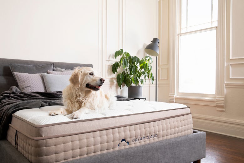 Best King Size Bed Frame With Headboard 88 X 82 40 Dreamcloud Dog Relaxing On Dreamcloud S King Bed Frame With Headboard And Mattress